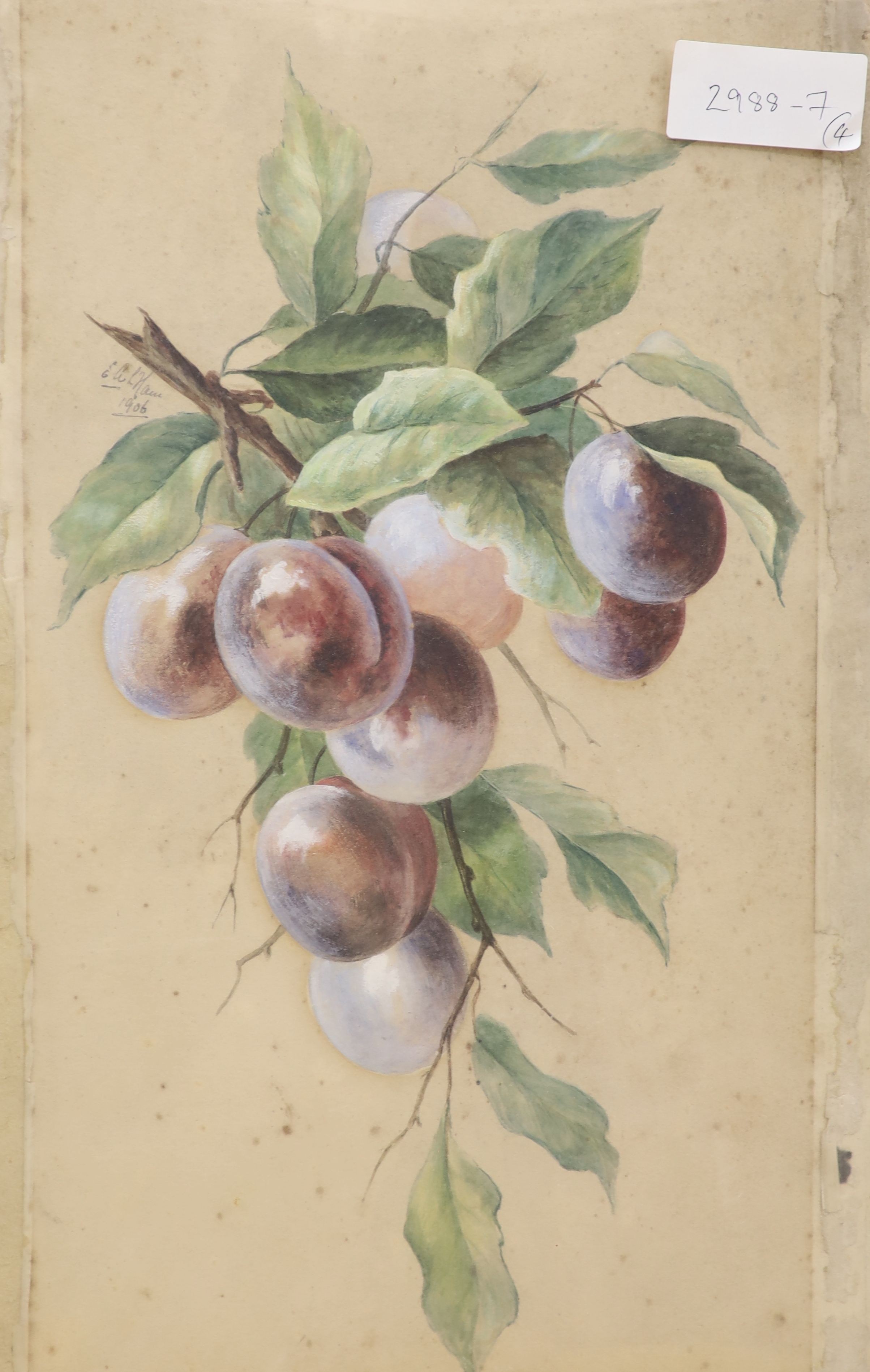 English School c.1922, pair of watercolours, 'A Rose for Rembrance' and 'A Wayside Flower', monogrammed, 45 x 26cm and two watercolour studies for fruit dated 1906, 38 x 20cm